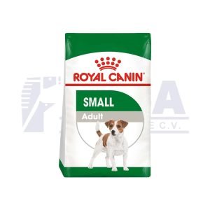 Adult Small Dog