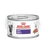 Lata Adult Feline