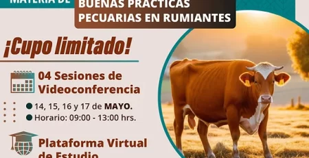BPP Rumiantes